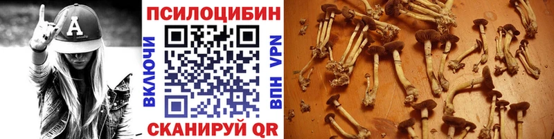 Псилоцибиновые грибы мицелий  даркнет клад  Хасавюрт  купить наркотики цена 